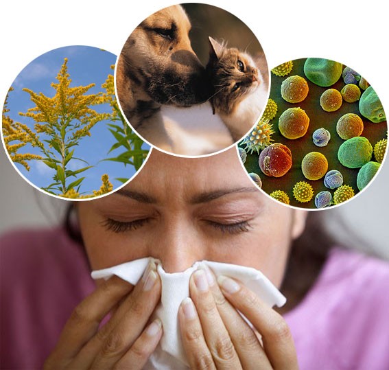 A B- vitaminoknak is nagy szerepük van az allergia leküzdésében. Tanulmányok kimutatták, hogy a niacin (B3 vitamin) különösen hasznos a szezonális allergia, valamint a pollen allergia ellen. http://testunk.e-goes.com/betegsegek-tunetei/allergia/ A panthothenic sav (B5 vitamin) is bizonyítottan csökkenti az olyan allergiás tüneteket, mint orrdugulás és tüsszögés. B6-vitamin hasznos lehet az emberek számára aki msg (MSG: nátrium-glutamát -más néven MSG, mononátrium-glutamát vagy E621- a glutaminsav nátriummal alkotott sója. Az egyik legáltalánosabban alkalmazott élelmiszer-adalékanyag.) és azoknak akik nem tudnak kínai ételeket enni.