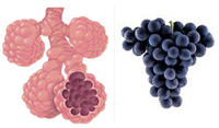  Sok szőlő tüdő egészségesebbé teszi a tüdőt és segít küzdeni a tüdőbetegségek a rák és az asztma ellen.