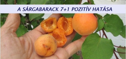 A SARGABARACK 7+1 HATASA