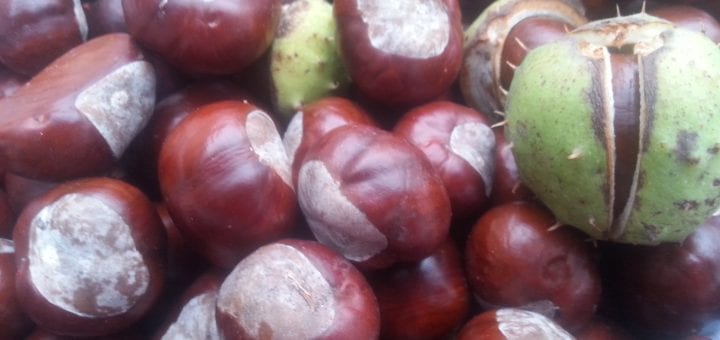 Gondoltad volna, hogy a gesztenyét felhasználhatod a mosógéppel való mosáshoz is?