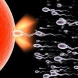 A fiatalság forrása a sperma