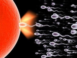 A fiatalság forrása a sperma