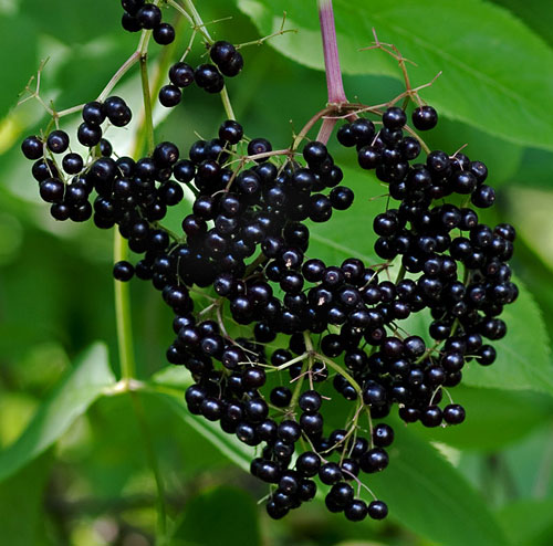 Gyógynövények hatásai: A fekete bodza gyümölcse nagyon jó izzasztó, vértisztító, serkentőszer, és kiválóan gyógyítja a reumatikus megbetegedéseket.