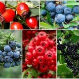 gyogynovenyek-hatasai