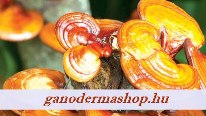 A Reishi (Ganoderma), Shiitake és a Cordyceps Sinensis gombák hatása a cukorbetegségre