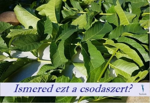 cukorbetegség és a növényi levelek kezelése)