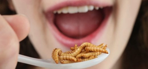 Ehető rovarok az táplálkozás fejlesztés irányadói.