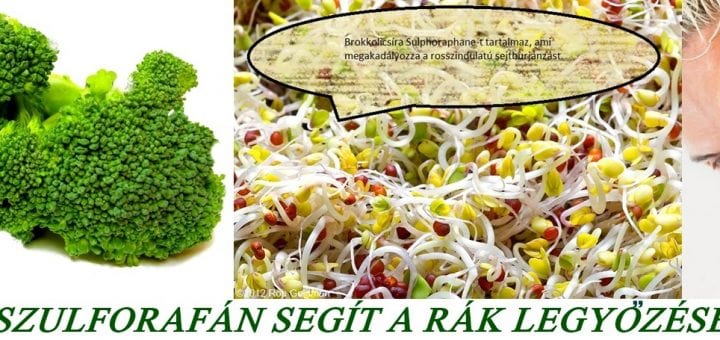 SZULFORAFAN RAK ELLEN